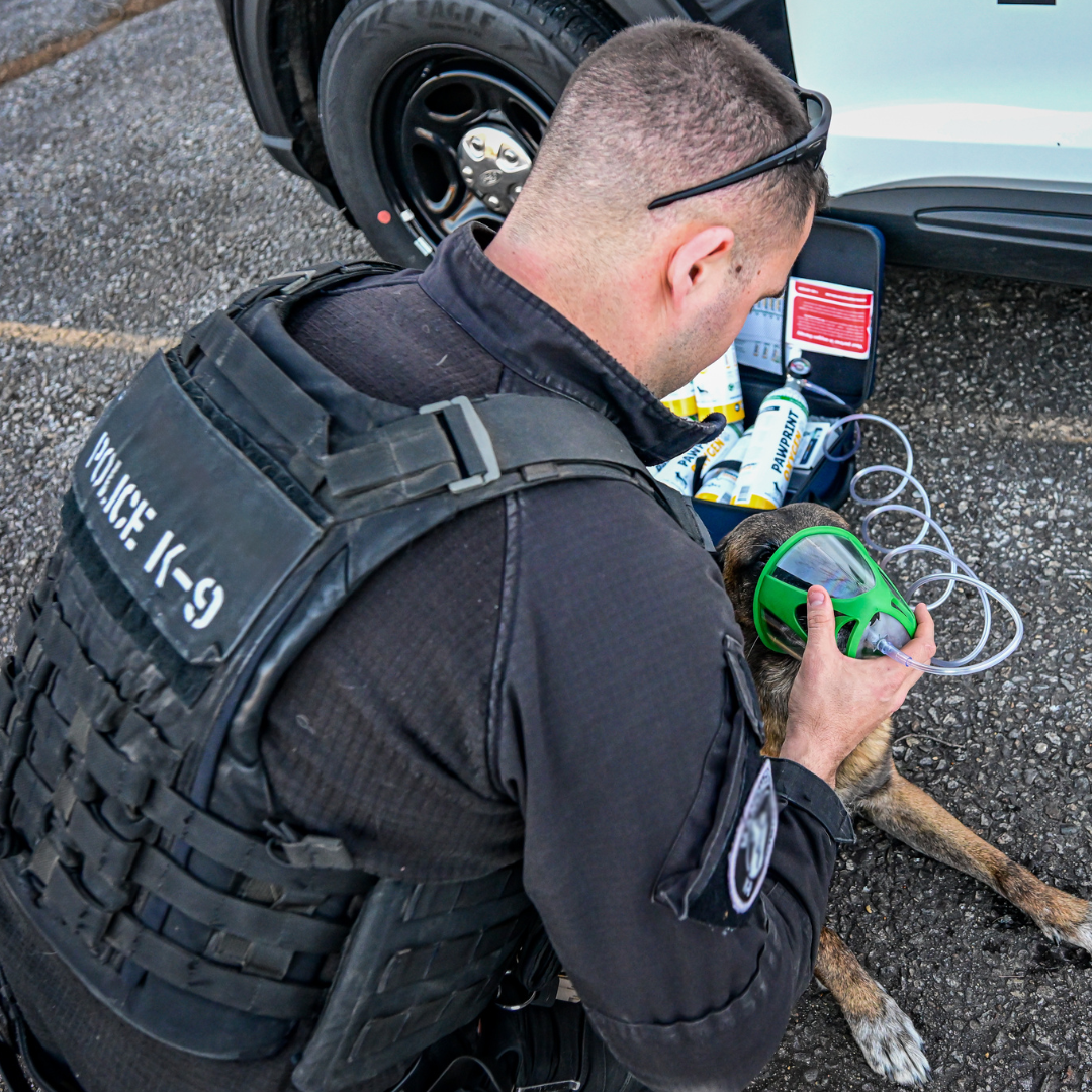 A police officer in tactical gear is attending to a dog with a green pet oxygen mask on a street.
