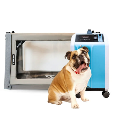 Dog standing next to oxygen therapy bundle