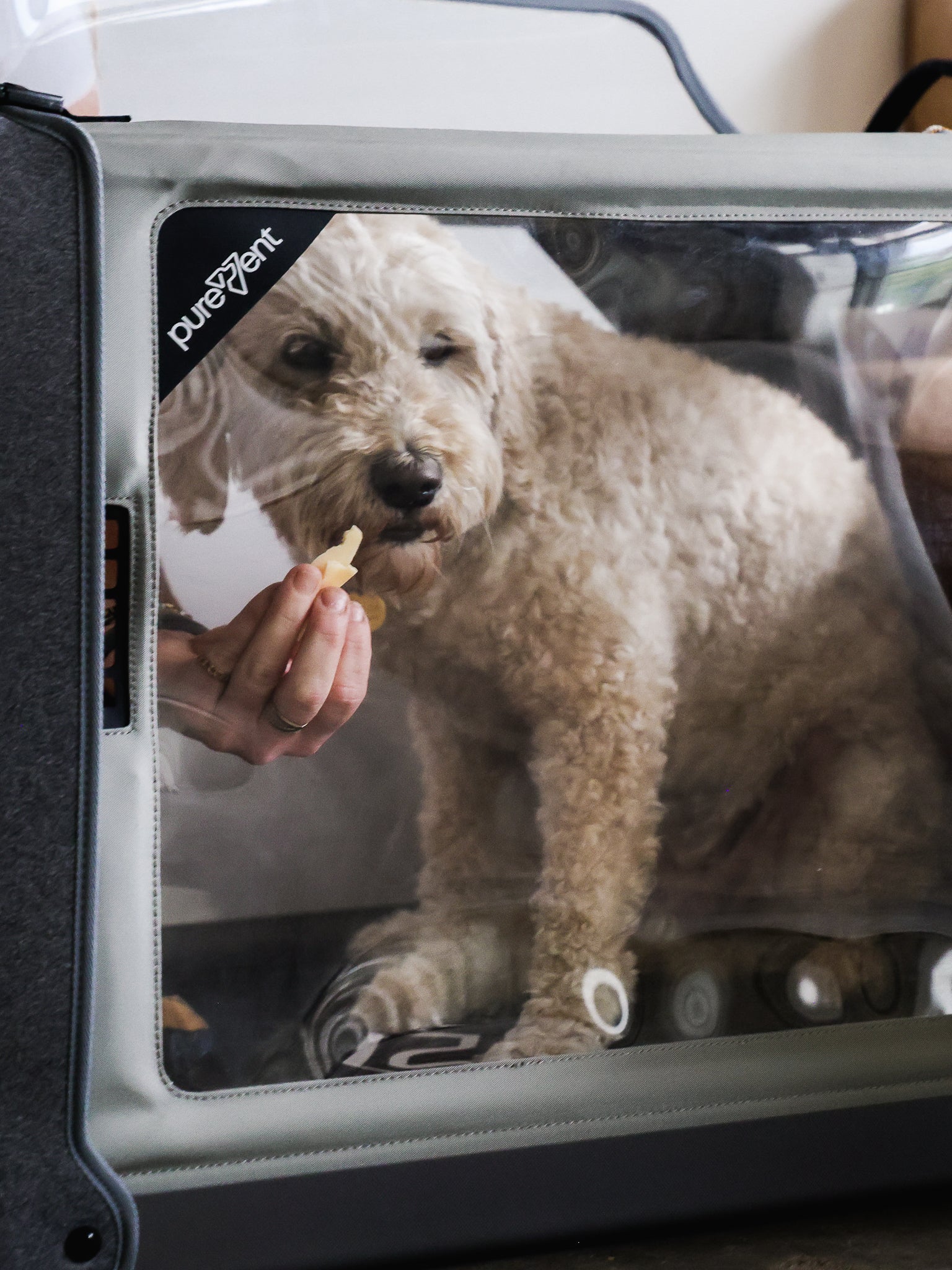 dog in purevent oxygen chamber
