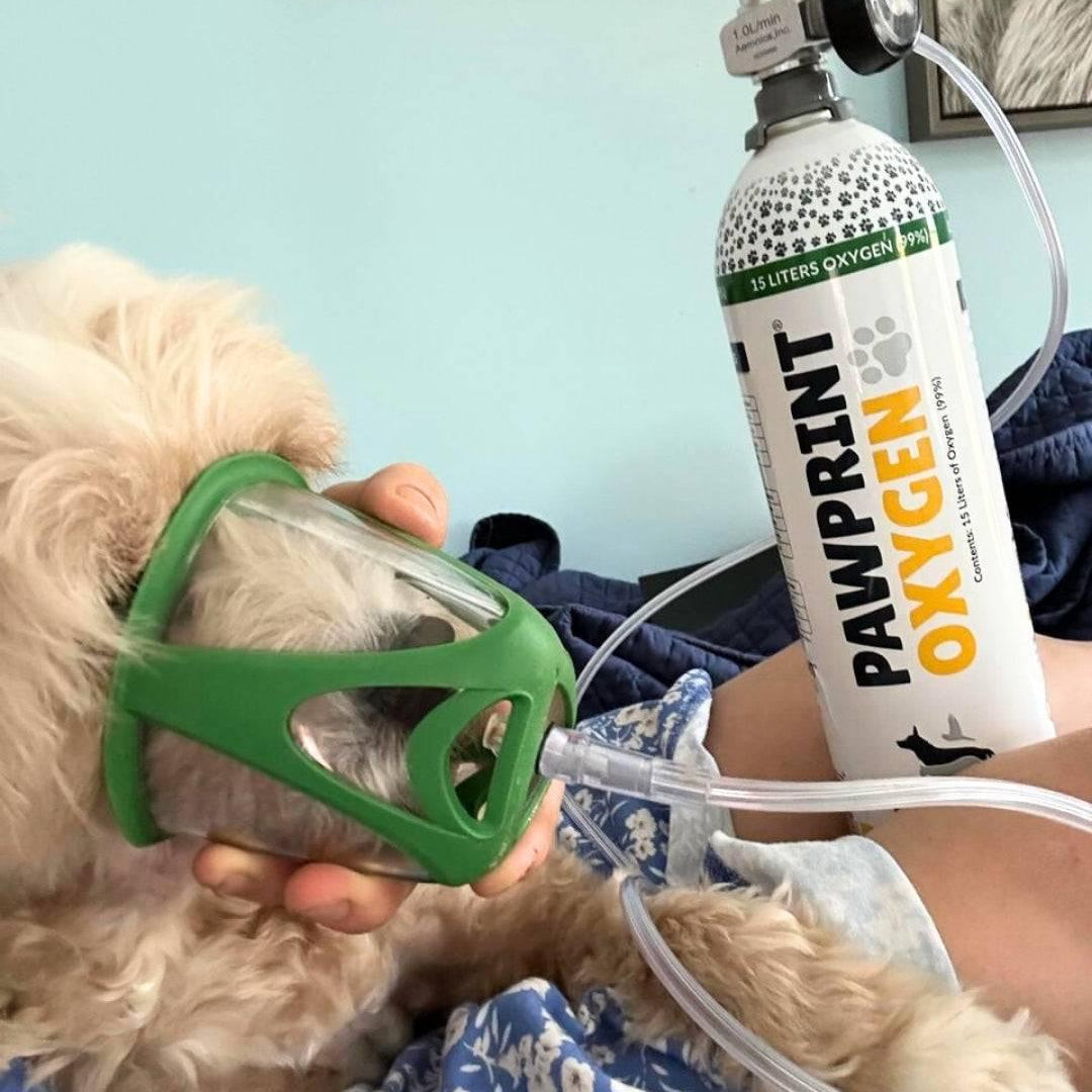 Oxygen being administered to dog using Pawprint oxygen and pet oxygen mask