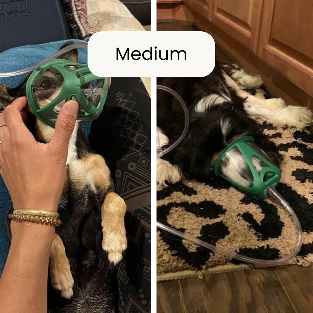 Two images showing a dog wearing a green oxygen mask, one with a hand adjusting it and the other on a rug.