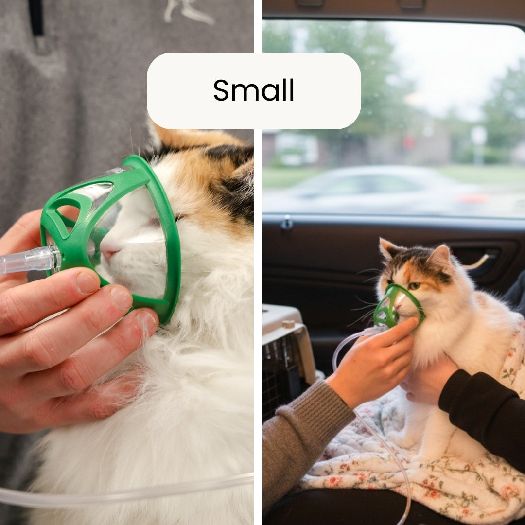 Cat wearing a green pet oxygen mask in a car