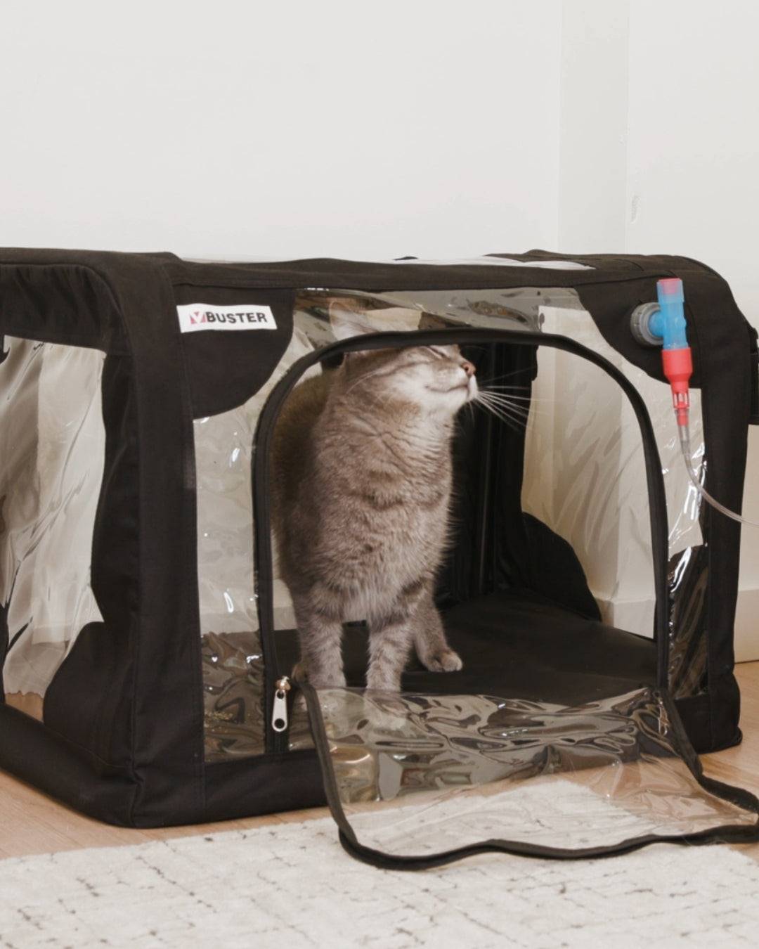 cat inside Pet Oxygen Cage, Buster ICU