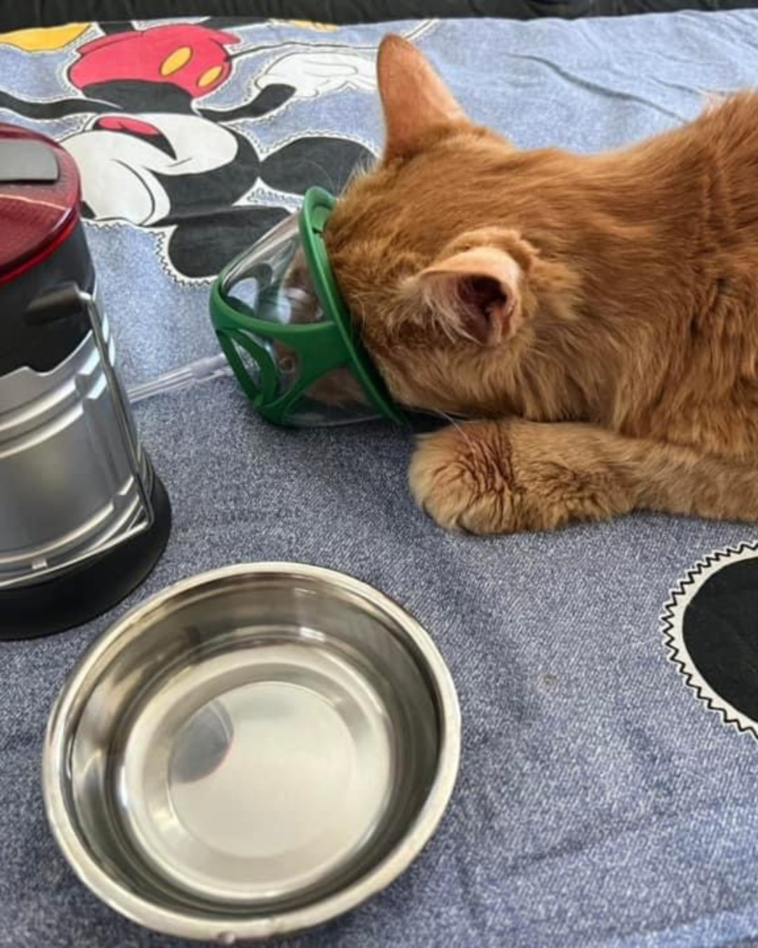 orange-cat-wearing-pet-oxygen-mask