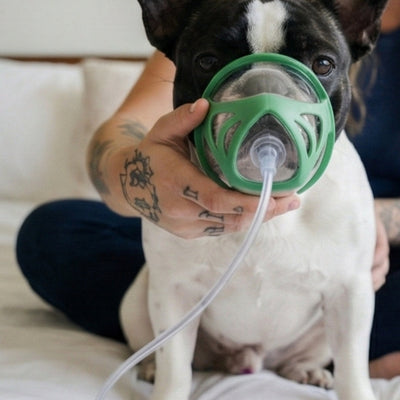 Dog wearing a green oxygen mask held by a person on a couch