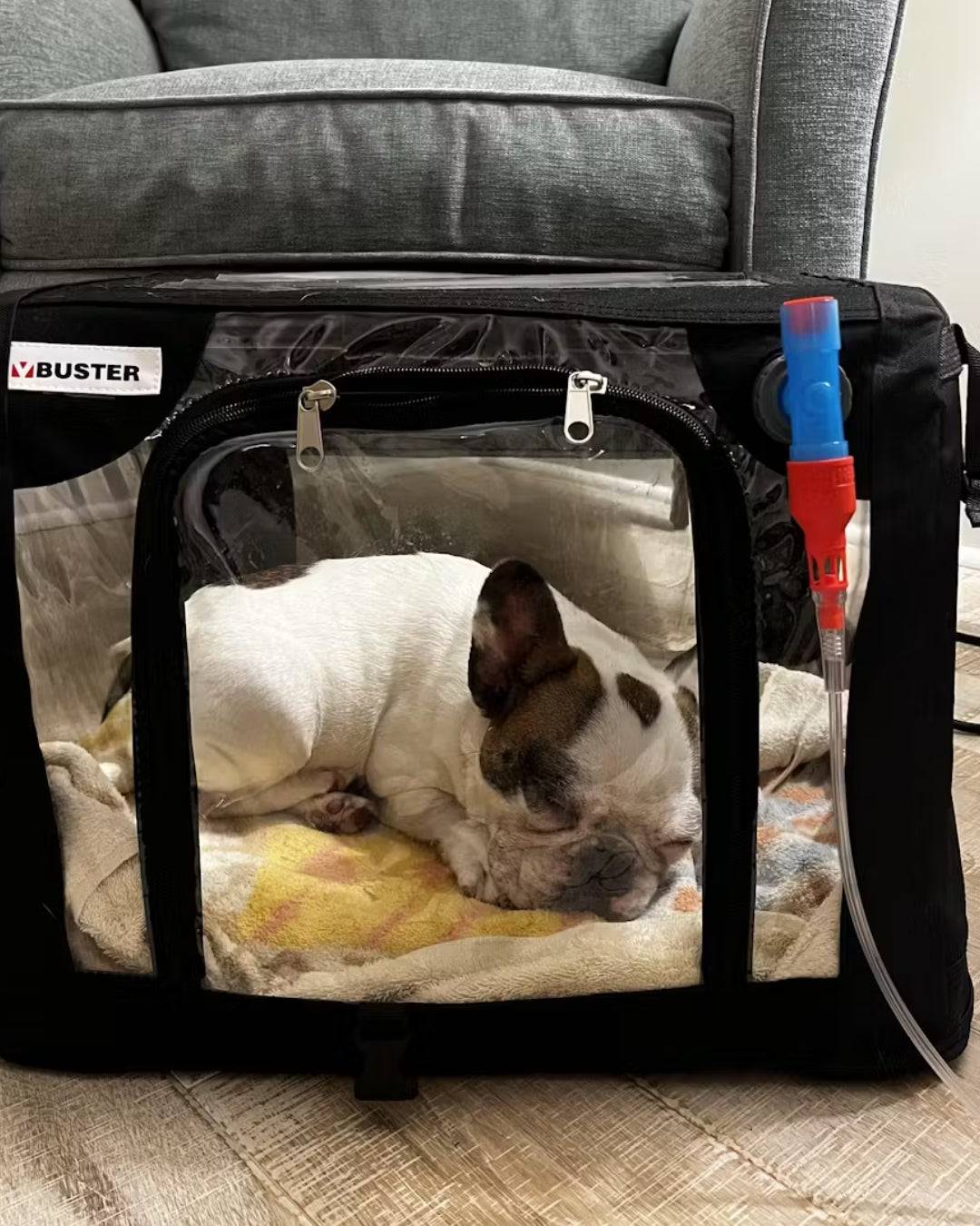 dog inside of medium Pet Oxygen Cage