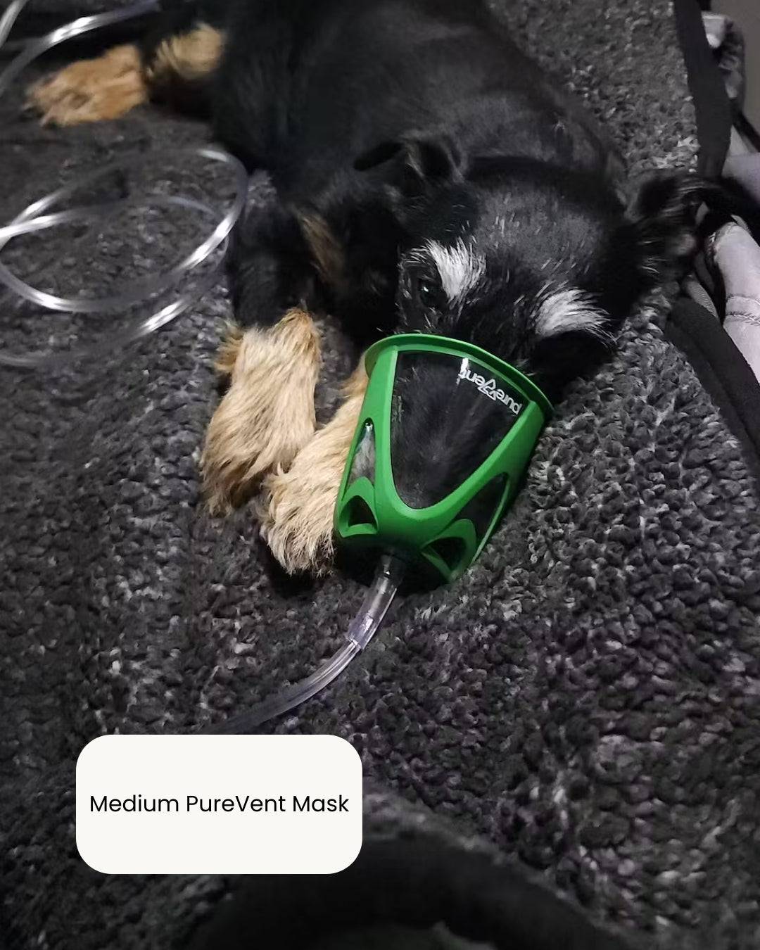 Medium PureVent Pet Oxygen Mask on dog