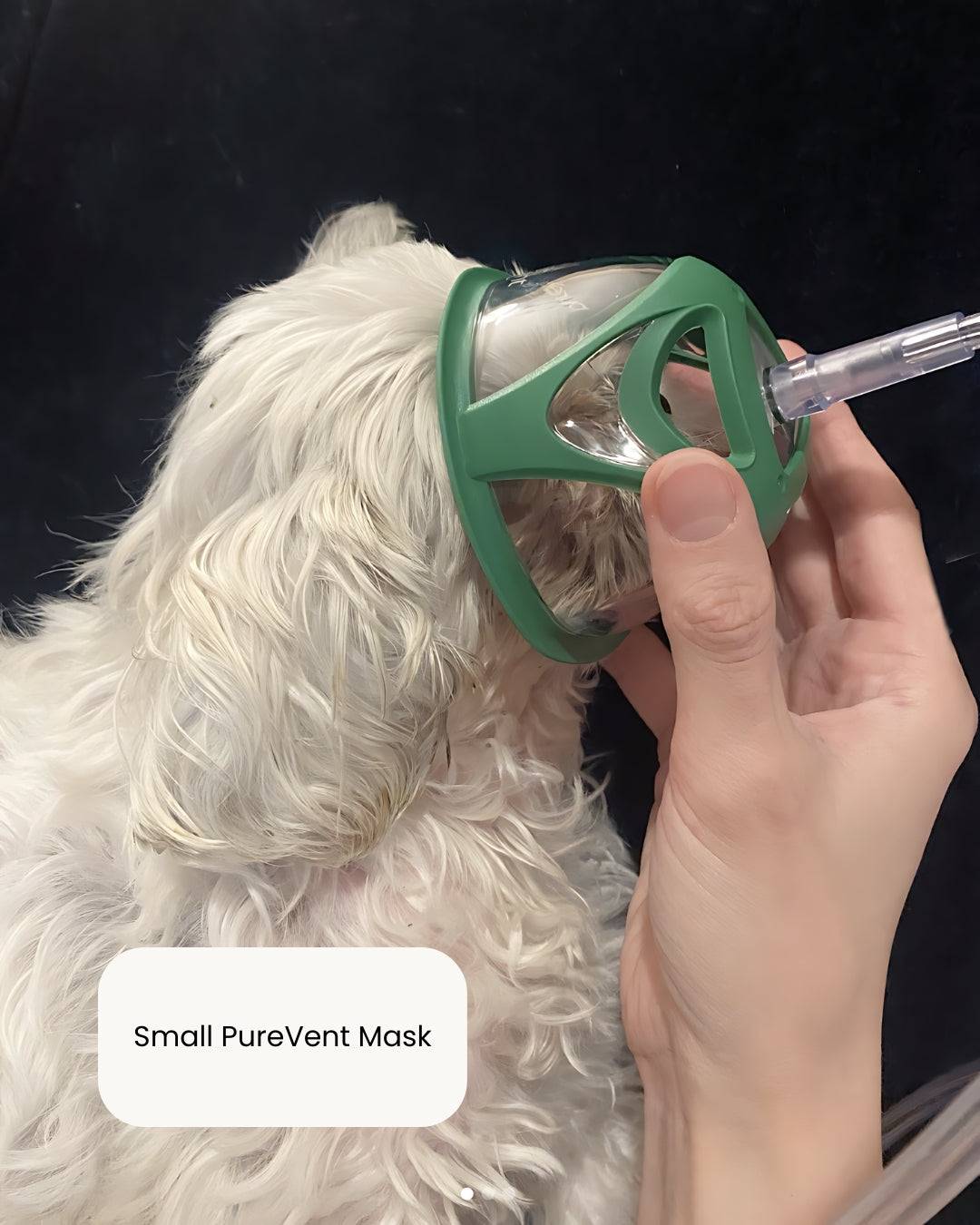 Small PureVent Pet Oxygen Mask in use on dog