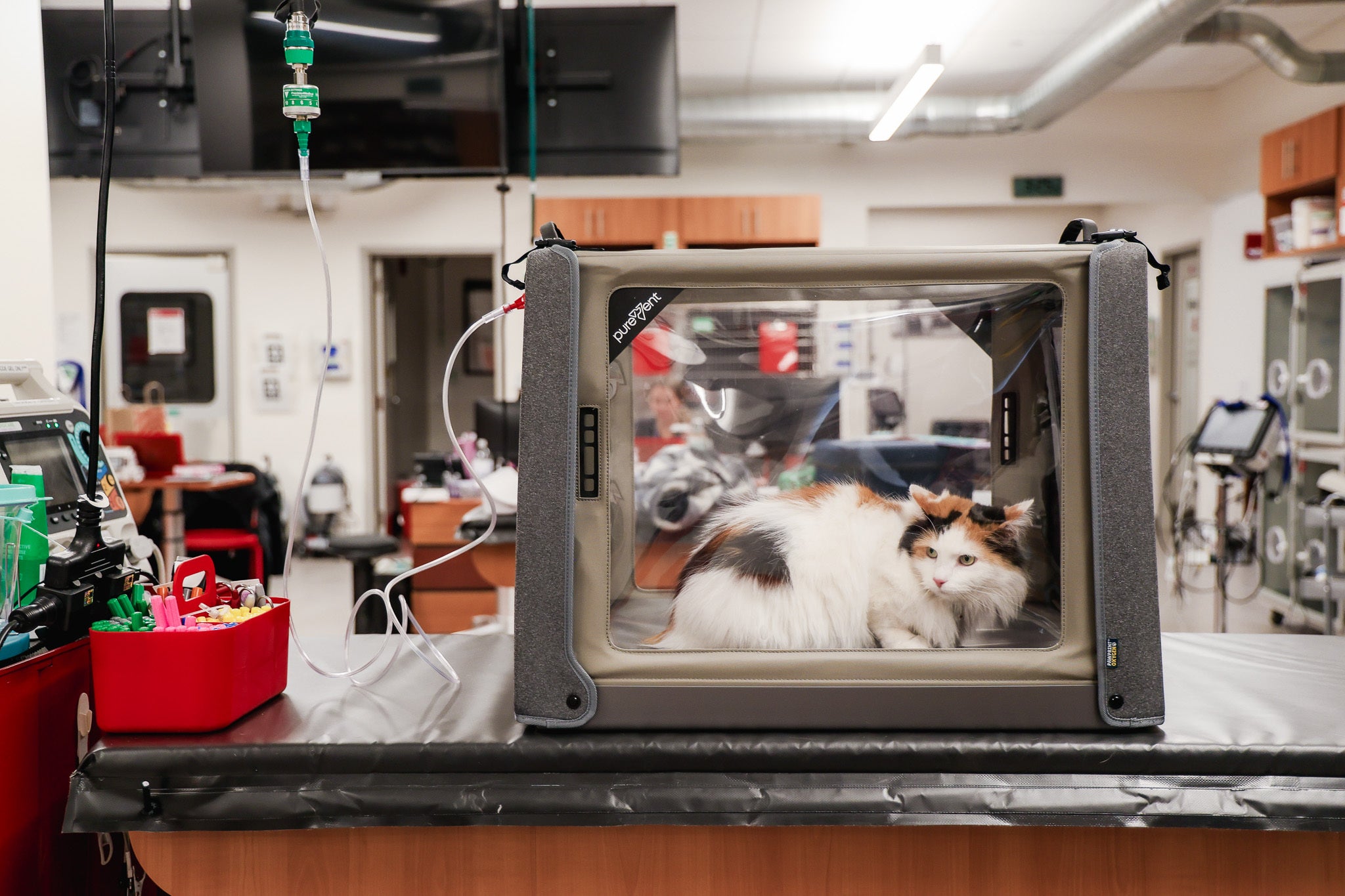 veterinary oxygen chamber for pets