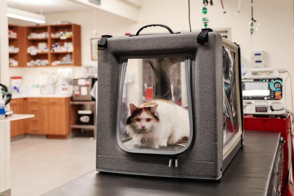 Cat in a pet oxygen chamber inside a veterinary clinic