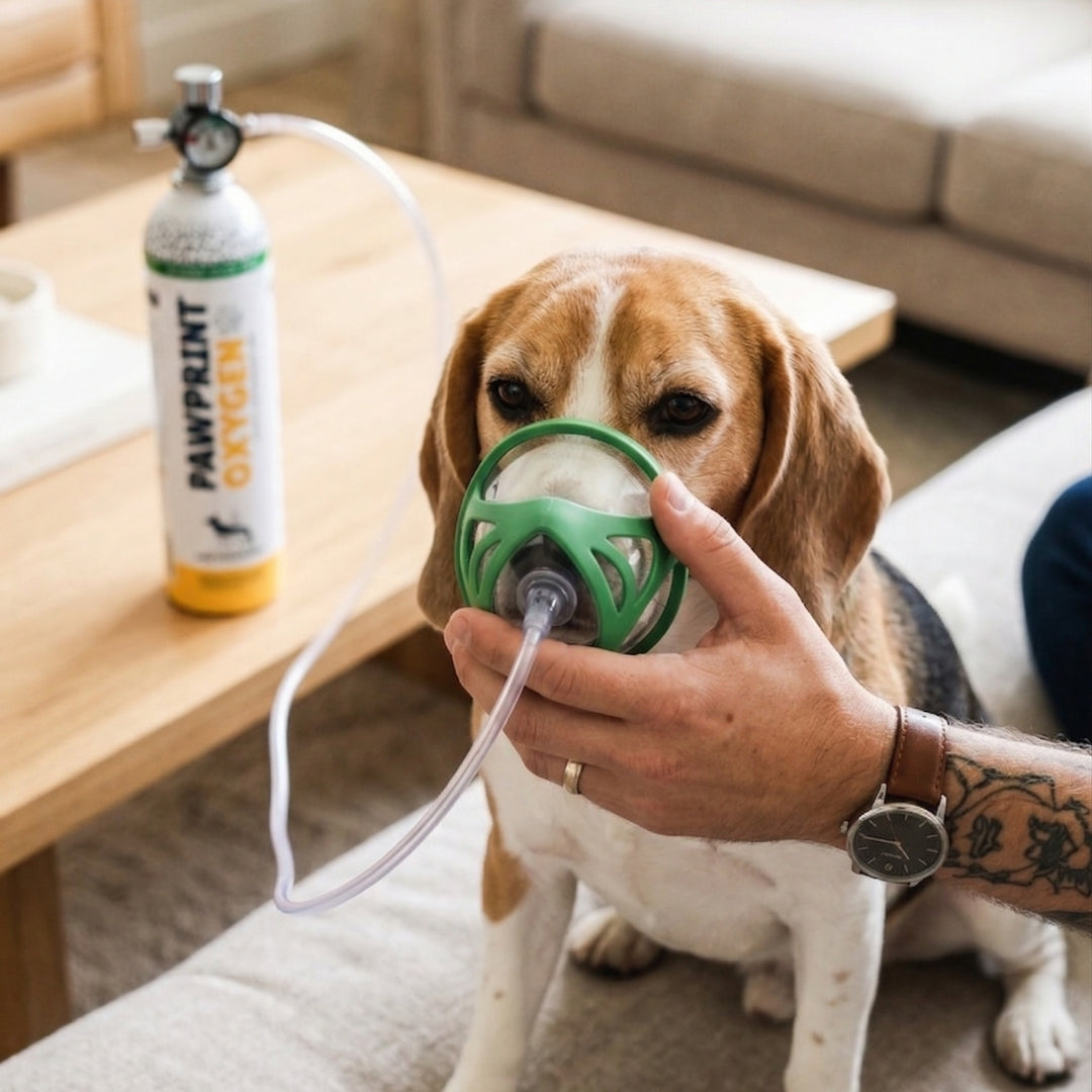 Dog wearing an oxygen mask with a person holding it, and a PAWPRINT Oxygen canister in the background.