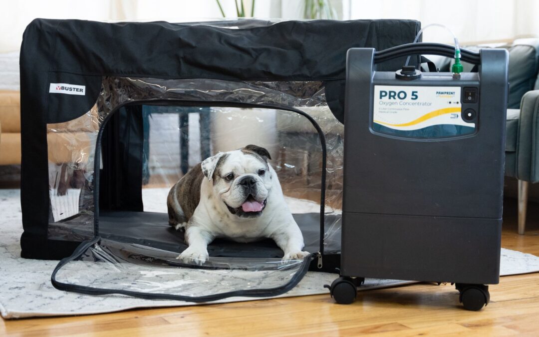 bulldog with large buster icu oxygen cage for pets