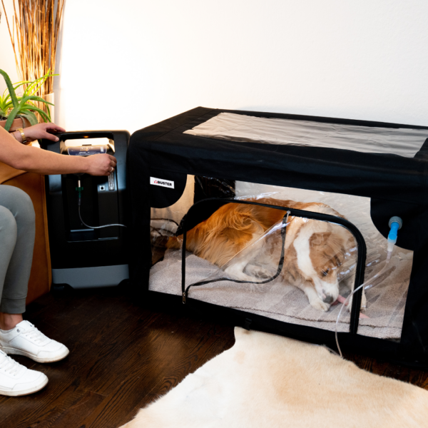 Rent a Drive 10 Liter Oxygen Concentrator for pets
