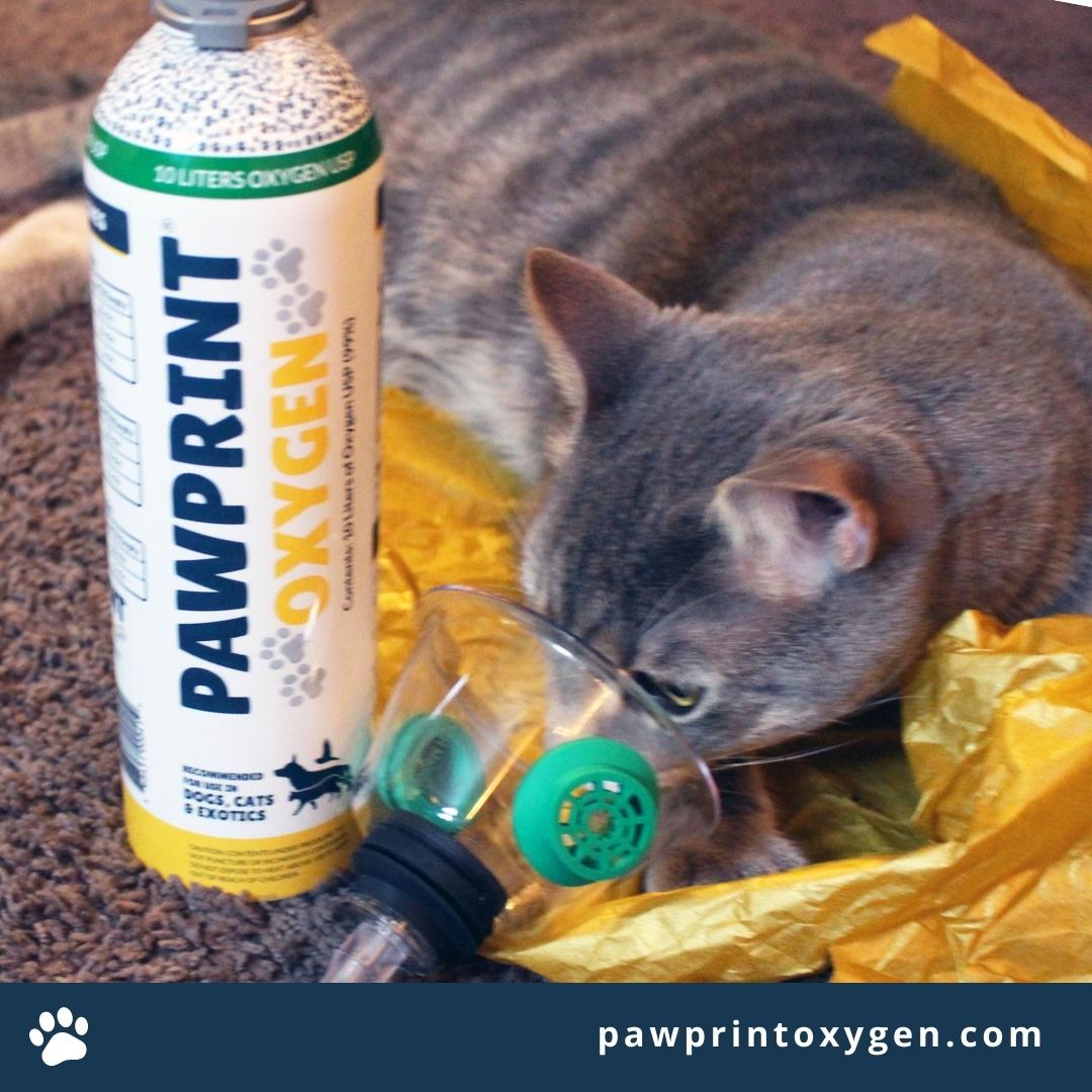 pet oxygen for feline asthma